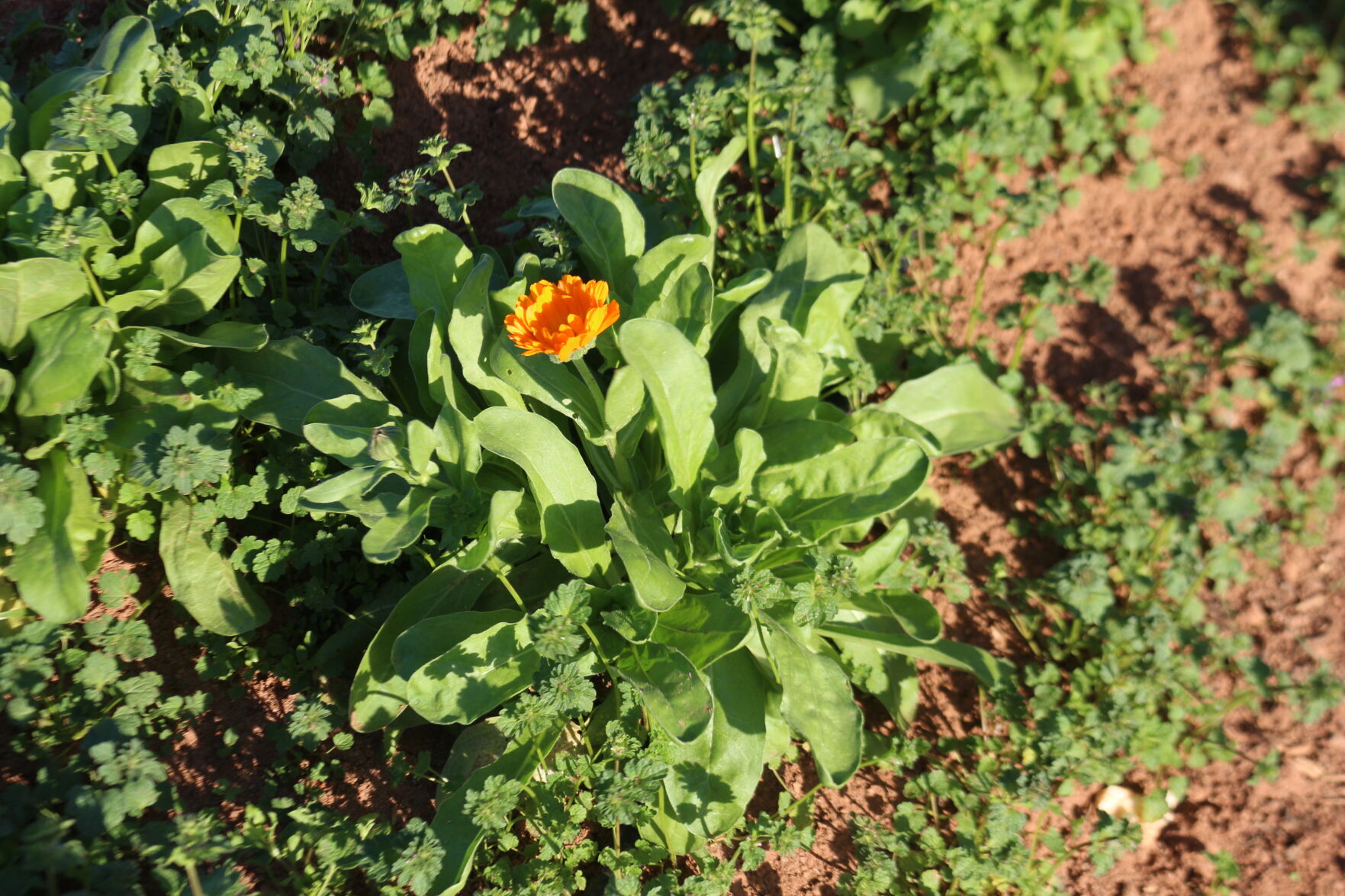 Dunning calendula flower